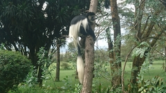 Colobus guereza matschiei