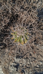 Ferocactus flavovirens