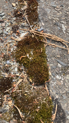 Bryopsida