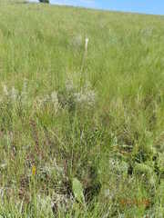 Kniphofia buchananii