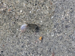 Eumalacostraca