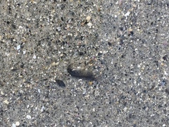 Eumalacostraca