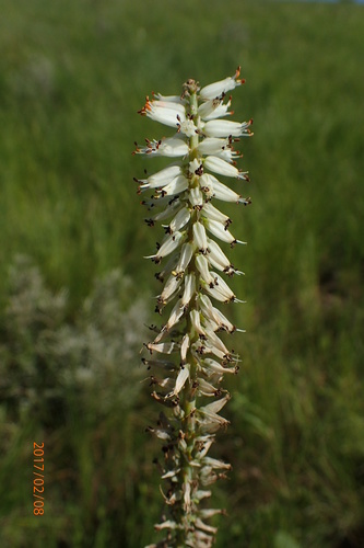 Image of Kniphofia buchananii by no rights reserved