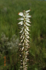 Kniphofia buchananii
