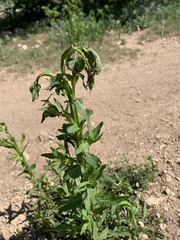 Helenium microcephalum