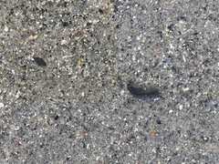 Eumalacostraca