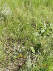 Kniphofia buchananii