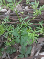 Floerkea proserpinacoides