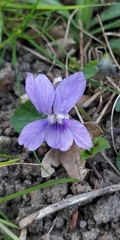 Viola × bavarica
