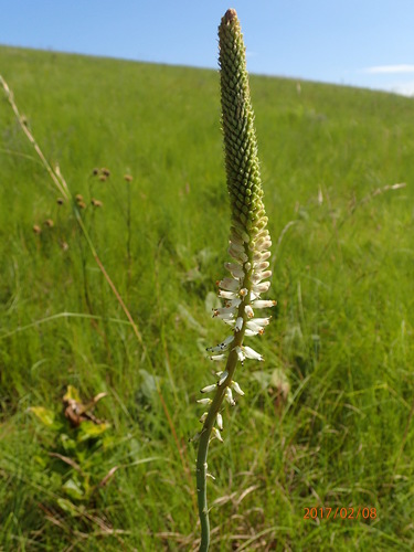 Image of Kniphofia buchananii by no rights reserved