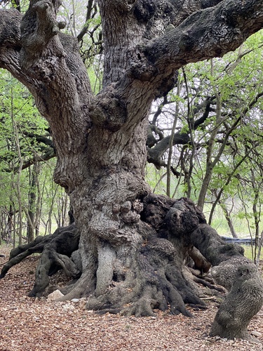 Texas live oak