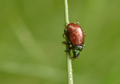 Chrysolina polita