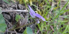 Viola × bavarica