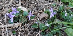 Viola × bavarica