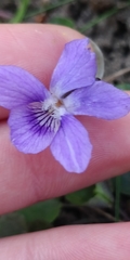 Viola × bavarica