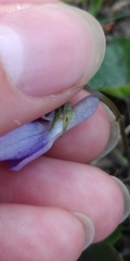 Viola × bavarica