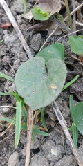 Viola × bavarica