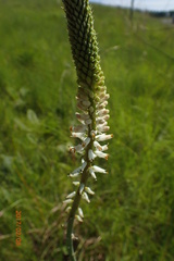 Kniphofia buchananii