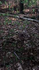 Dirca palustris