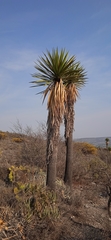 Yucca periculosa