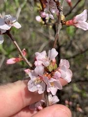 Prunus tomentosa