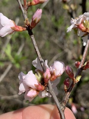 Prunus tomentosa