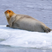 Bearded Seal - Photo (c) C Yasuda, some rights reserved (CC BY-NC), uploaded by C Yasuda