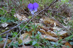 Viola bubanii