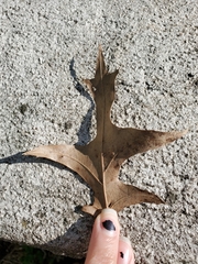 Quercus palustris