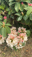 Rhododendron