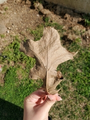 Quercus palustris