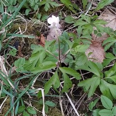 Anemonoides nemorosa