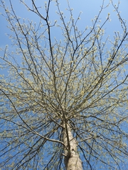 Quercus palustris