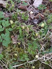 Anemonoides nemorosa