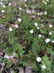 Anemonoides nemorosa