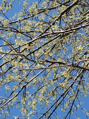 Quercus palustris