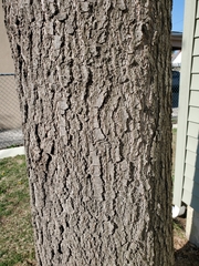 Quercus palustris