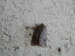 Orthosia populeti
