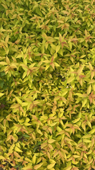 Spiraea japonica