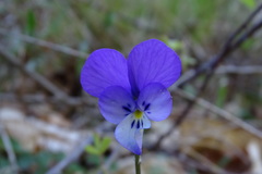 Viola bubanii