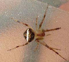 Araneus miniatus