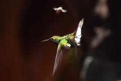 Eupherusa nigriventris