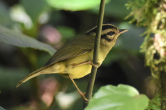 Basileuterus melanotis