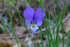Viola bubanii