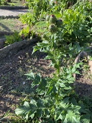 Cirsium mexicanum