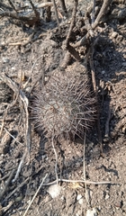 Mammillaria haageana haageana