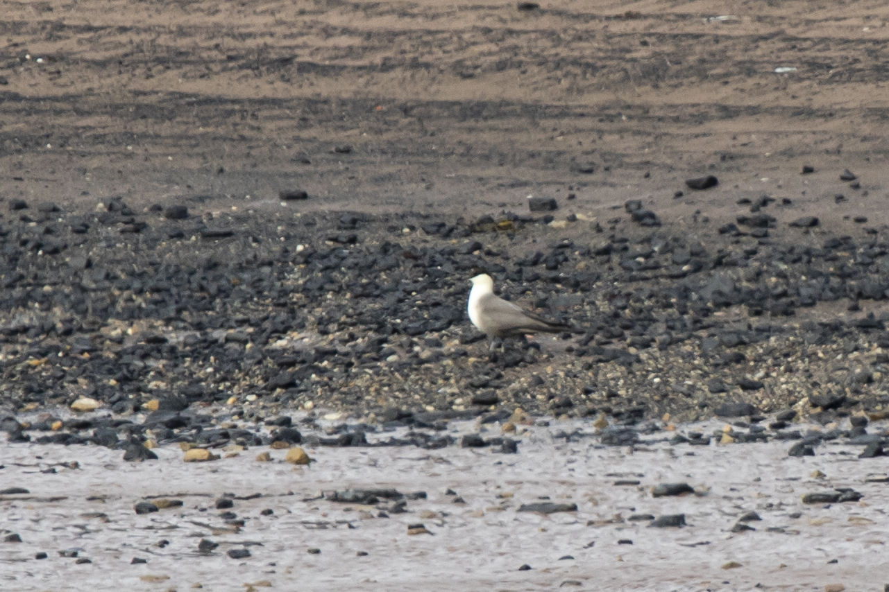 Long-tailed Jaeger