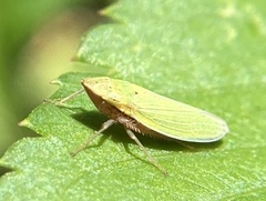 Draeculacephala balli image