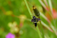 Tenthredo bifasciata