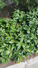 Prunus laurocerasus
